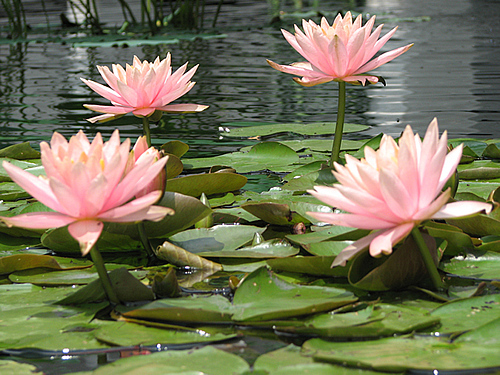 Lily Pads and Lotus Blossoms